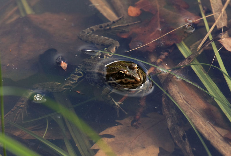 a che specie appartiene? - Pelophylax sp.